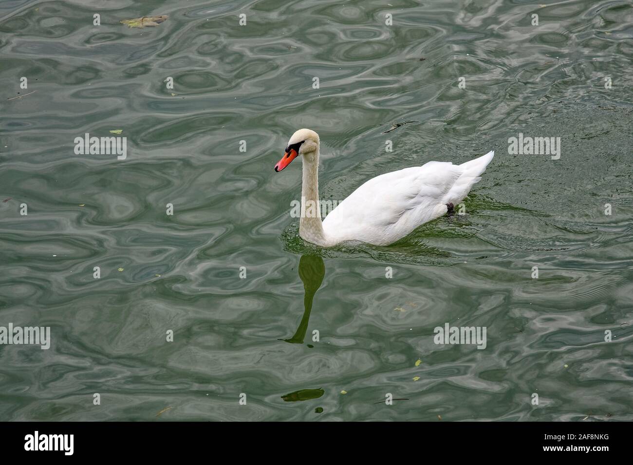white swan swimming, orange beak, wildlife, large flying bird, genus Cygnus, graceful, long neck, animal, France, summer; horizontal Stock Photo