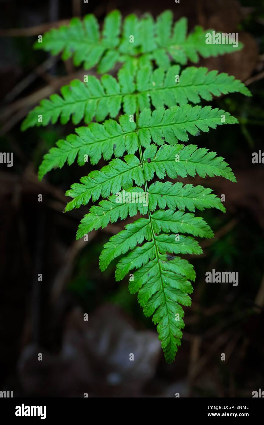 Close up photograph of fresh green young wood ferns leafs. Stock Photo