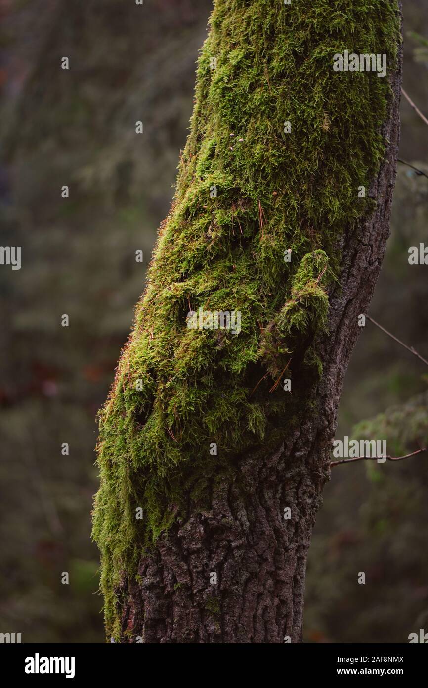 Abstract photograph of mossy tree in the forest during winter season. Isolated tree in background with moss. Stock Photo