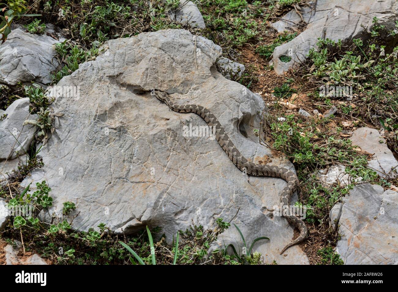 The Viper that roams on the stones Stock Photo