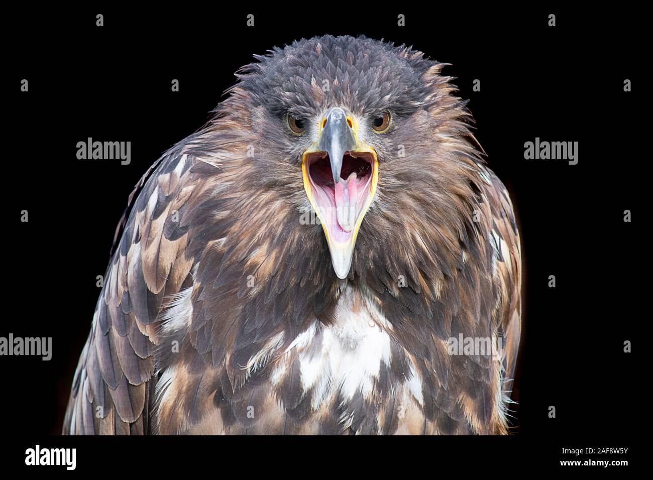 A portrait of a young male white tailed sea eagle staring forward with its beak open Stock Photo