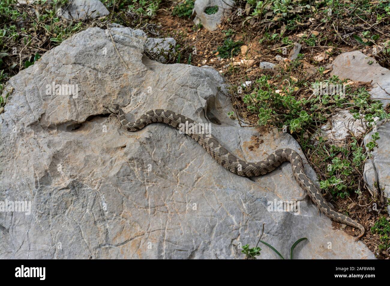 The Viper that roams on the stones Stock Photo
