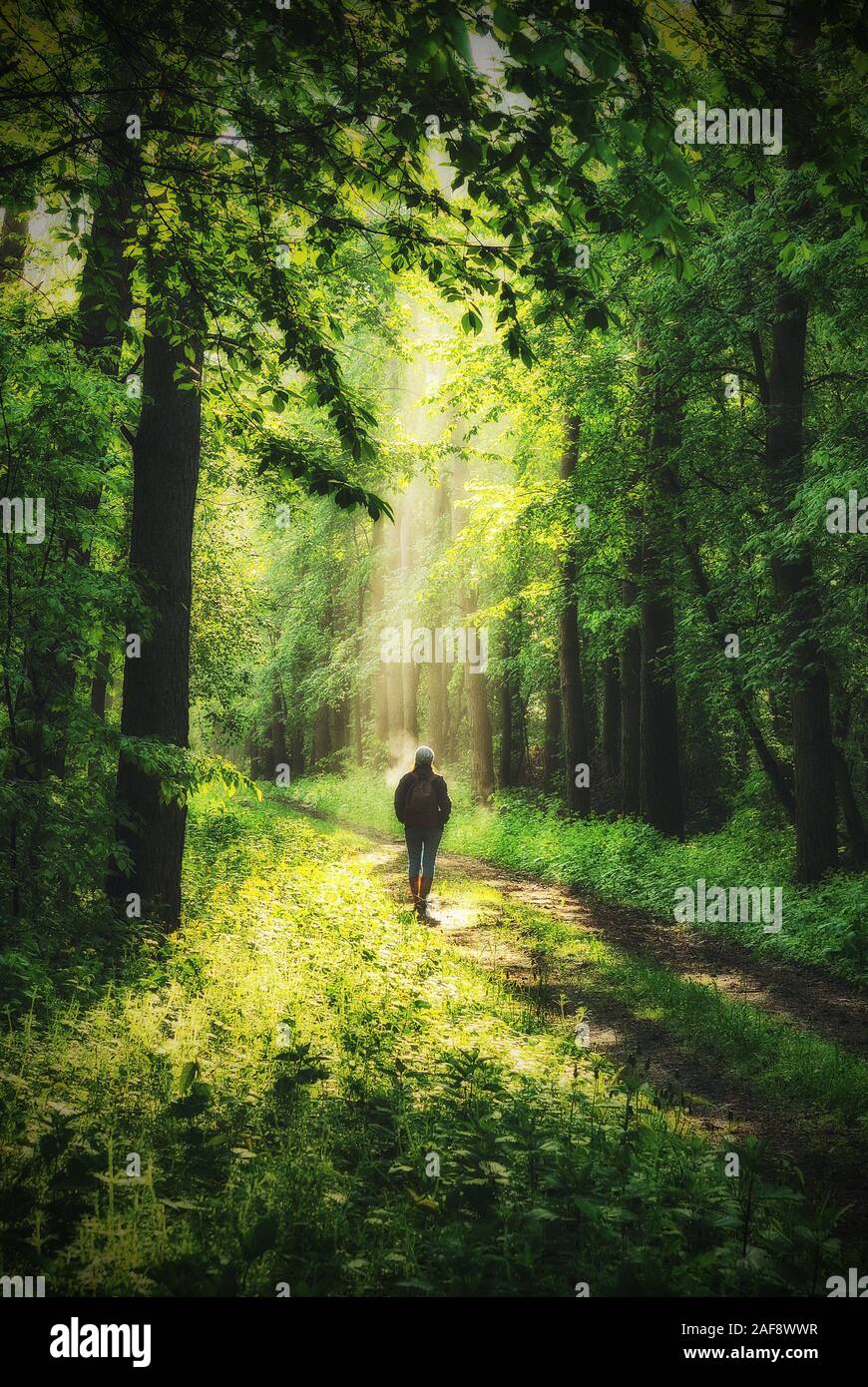 Man in dense forest hi-res stock photography and images - Alamy