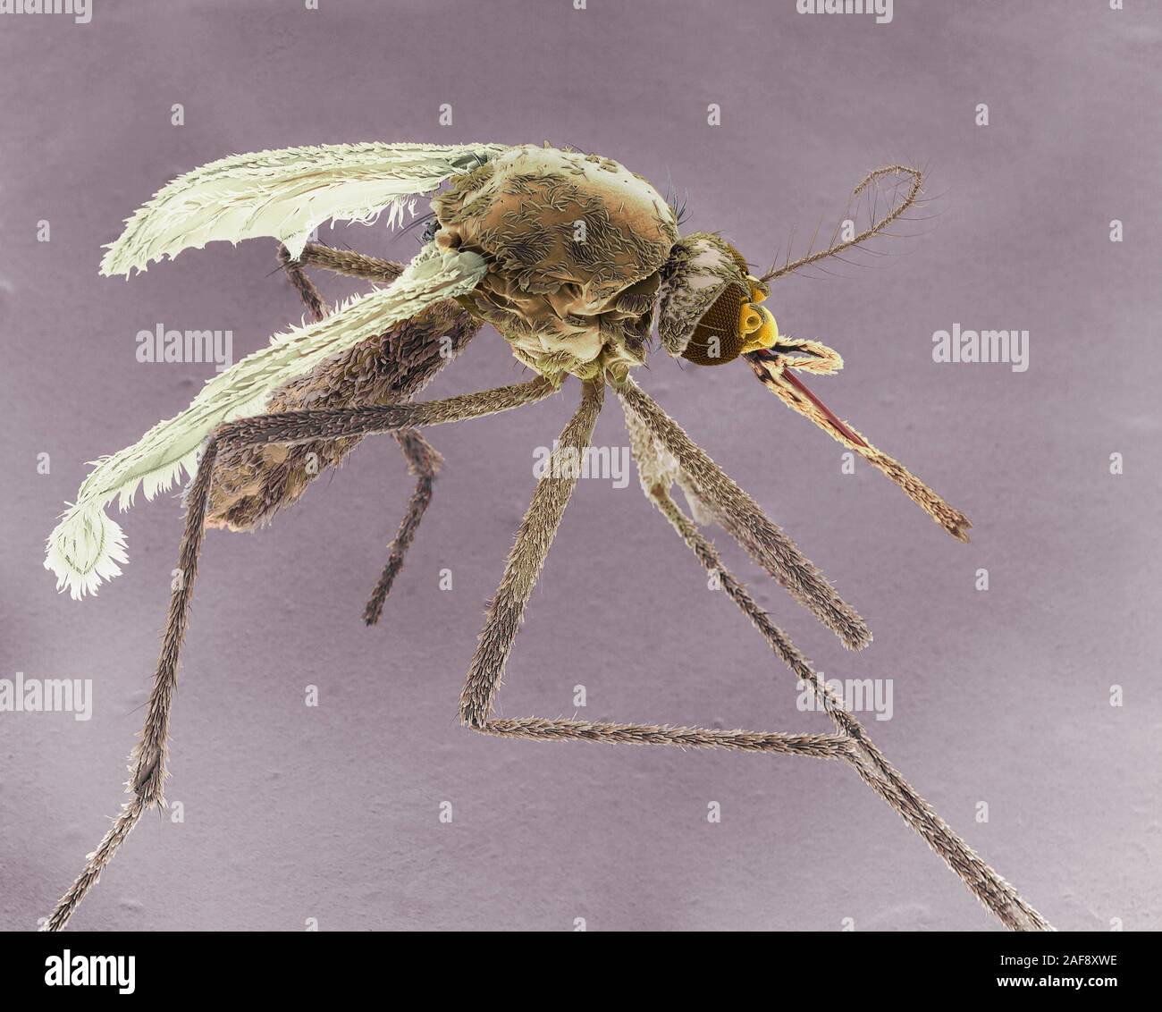 Female Asian tiger mosquito, SEM Stock Photo