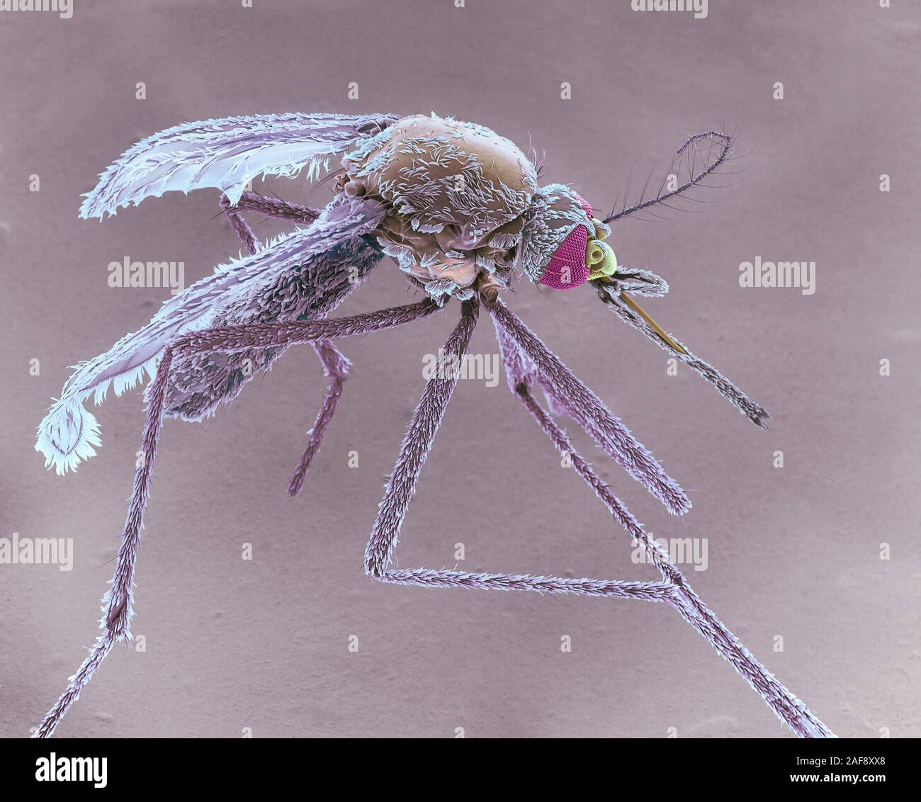 Female Asian tiger mosquito, SEM Stock Photo