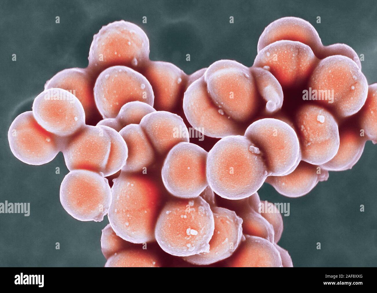 MRSA bacteria, SEM Stock Photo
