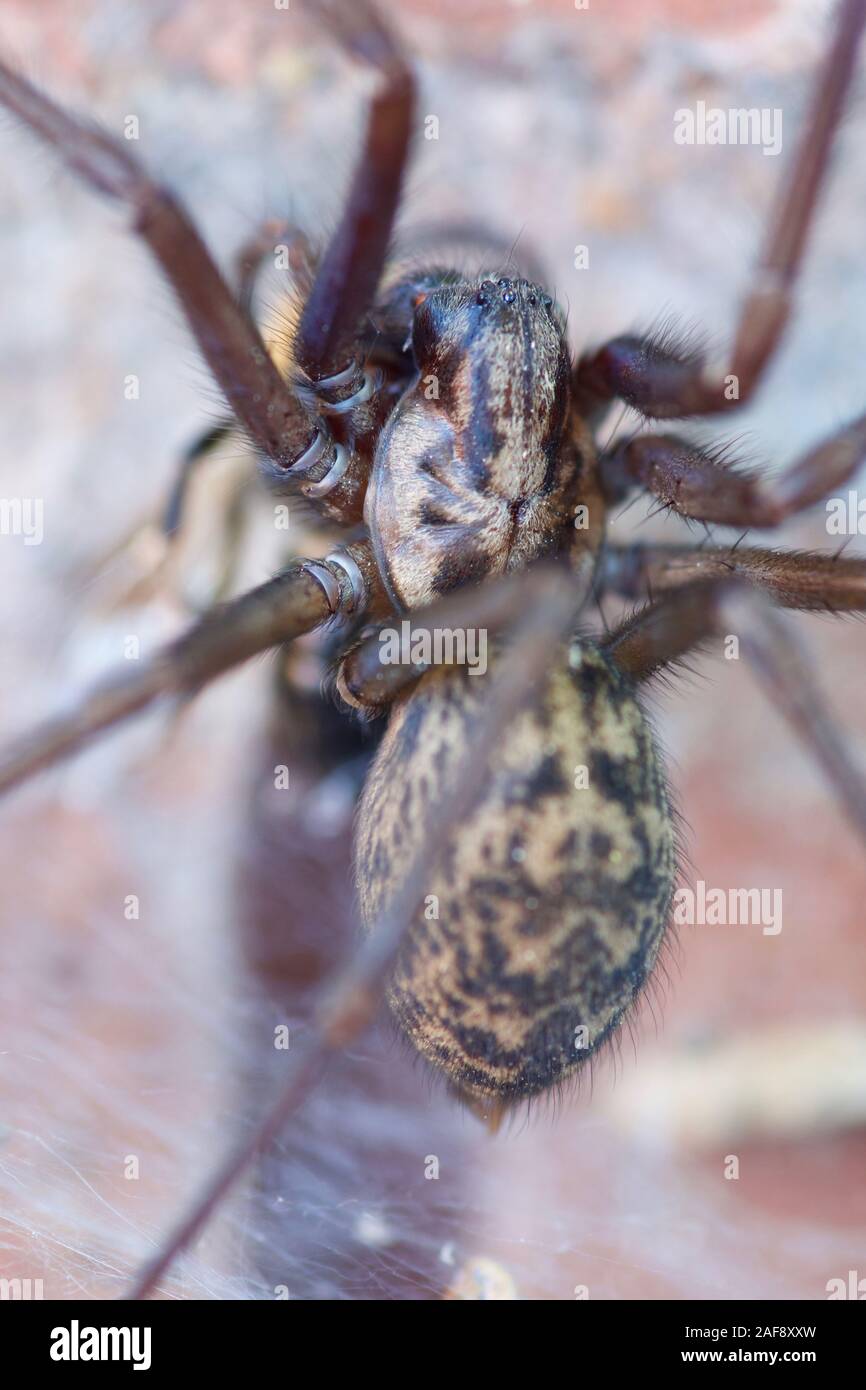 House spider uk hi-res stock photography and images - Alamy