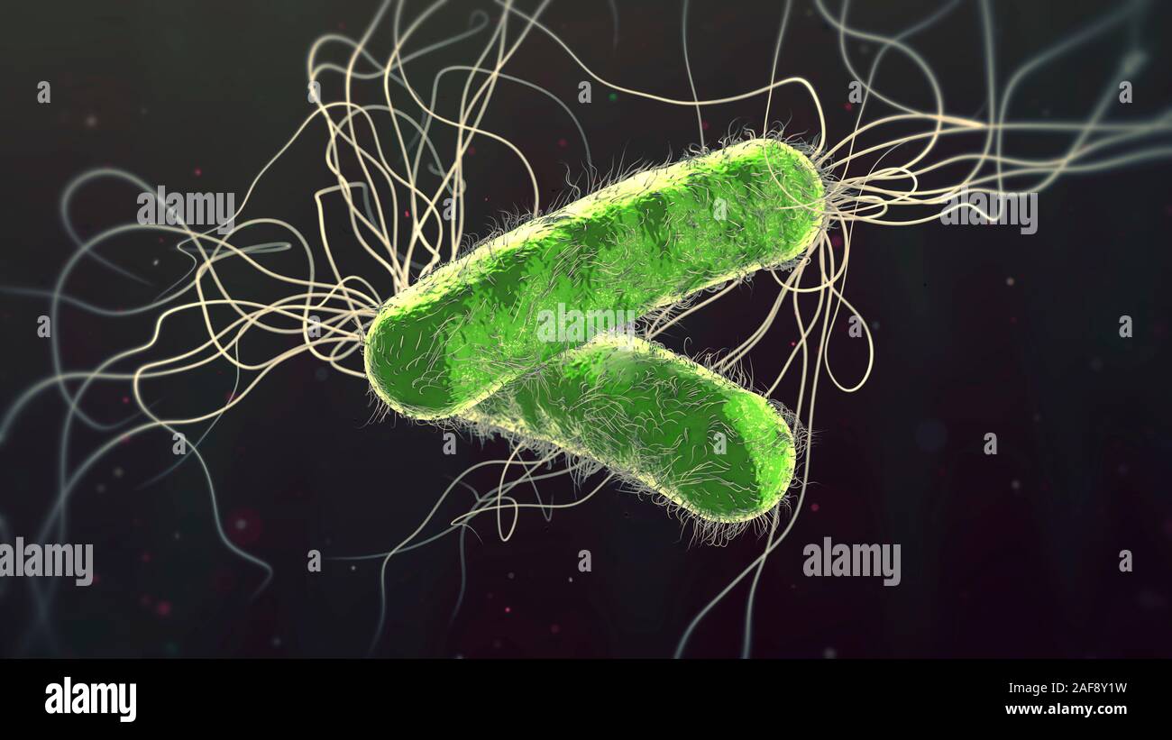 Pseudomonas aeruginosa bacteria, illustration Stock Photo