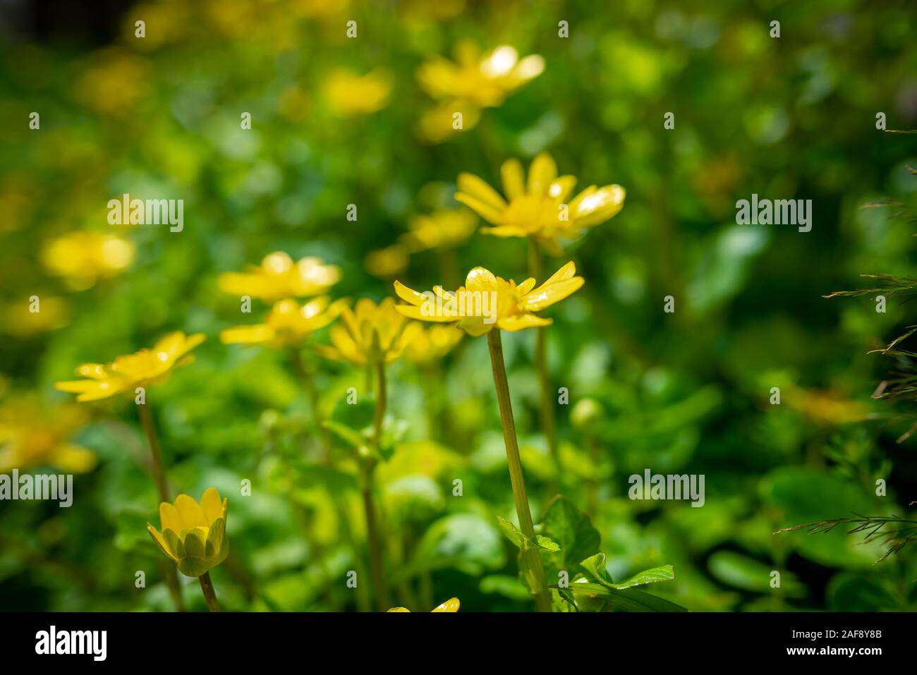 Yellow anemone flowers on a blurred background, taken during a sunny spring morning in Kyoto, Japan Stock Photo