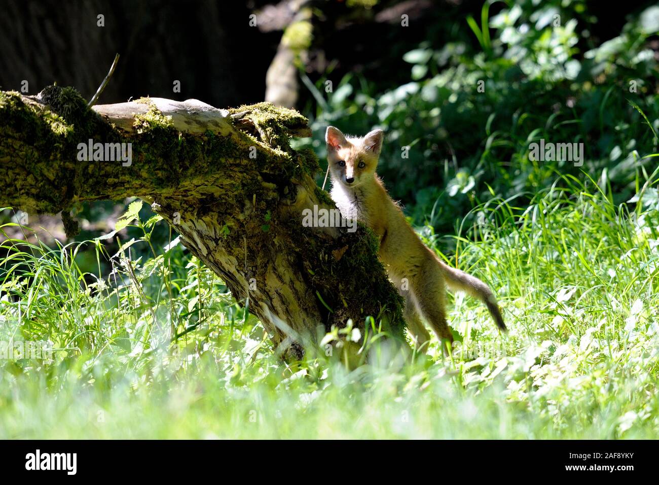 Young explorer. Junger entdecker. Stock Photo
