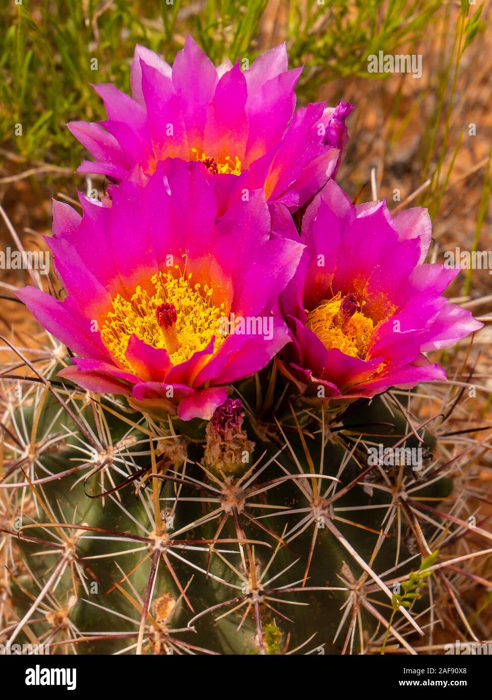 Common Little Barrel Cactus, Angel's Palace Trail, Kodachrome Basin State Park, Cannonville, Utah. Stock Photo