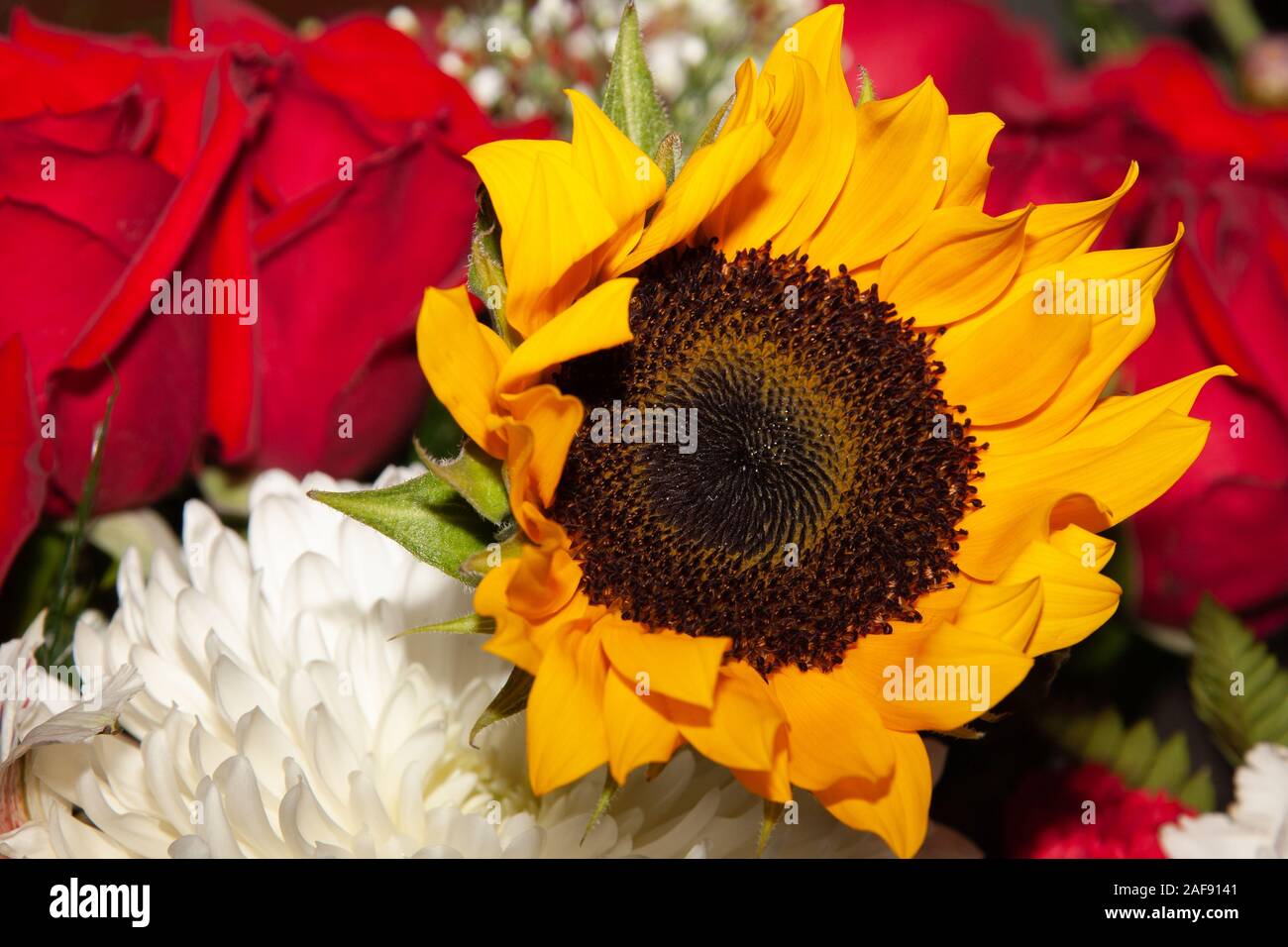 Sunflowers And Roses Background Top Sellers 51 OFF  wwwresortrybnicekcz