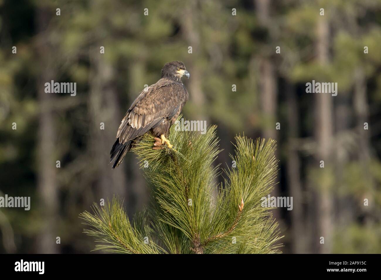 A juvenile bald eagle is perched on the top of a tree near Coeur d'Alene, Idaho Stock Photo Alamy
