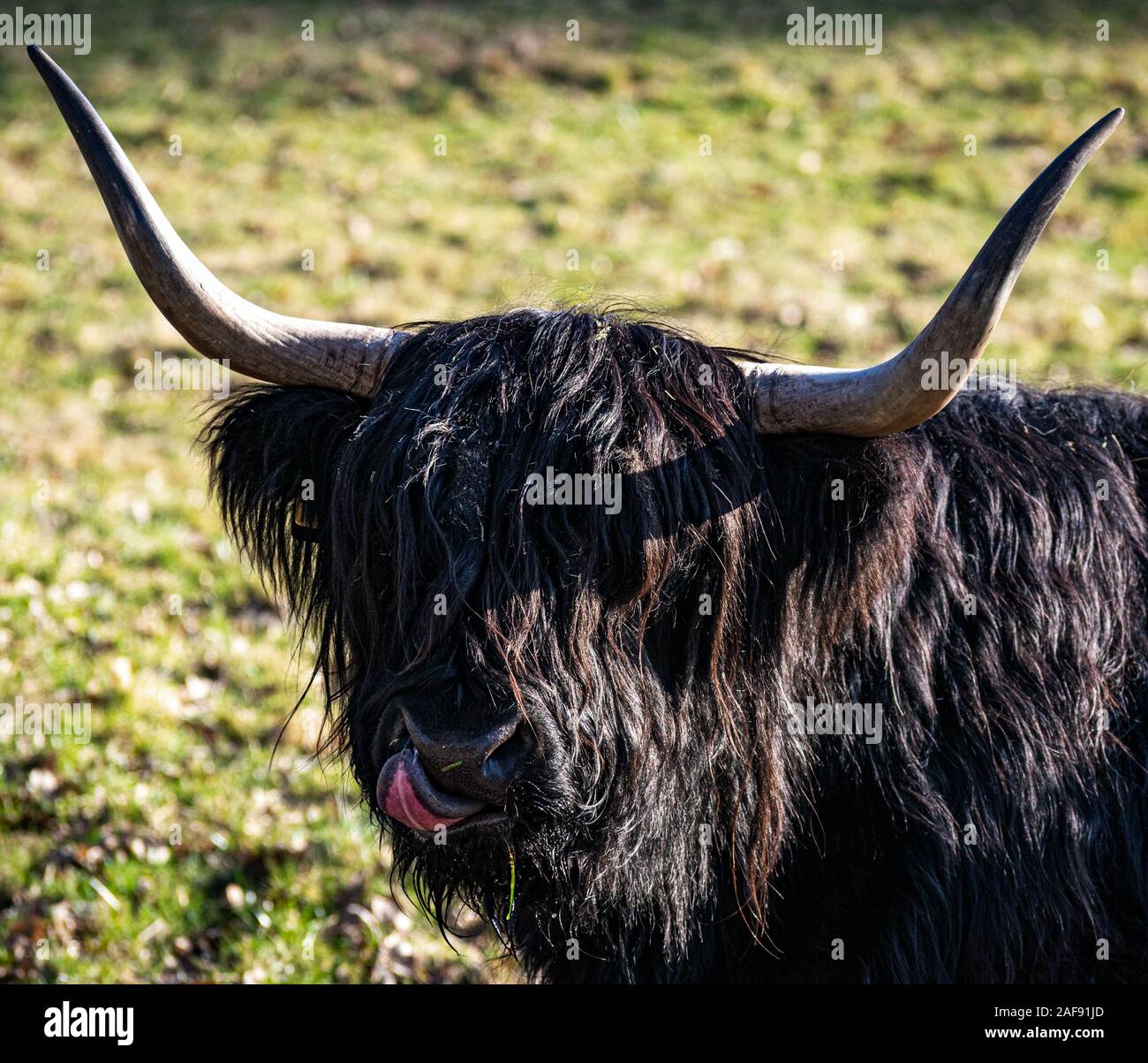 Young highland cow (also known as hairy coo) with hair- covered eyes on Glasgow Pollok Park on a sunny winter afternoon. Stock Photo