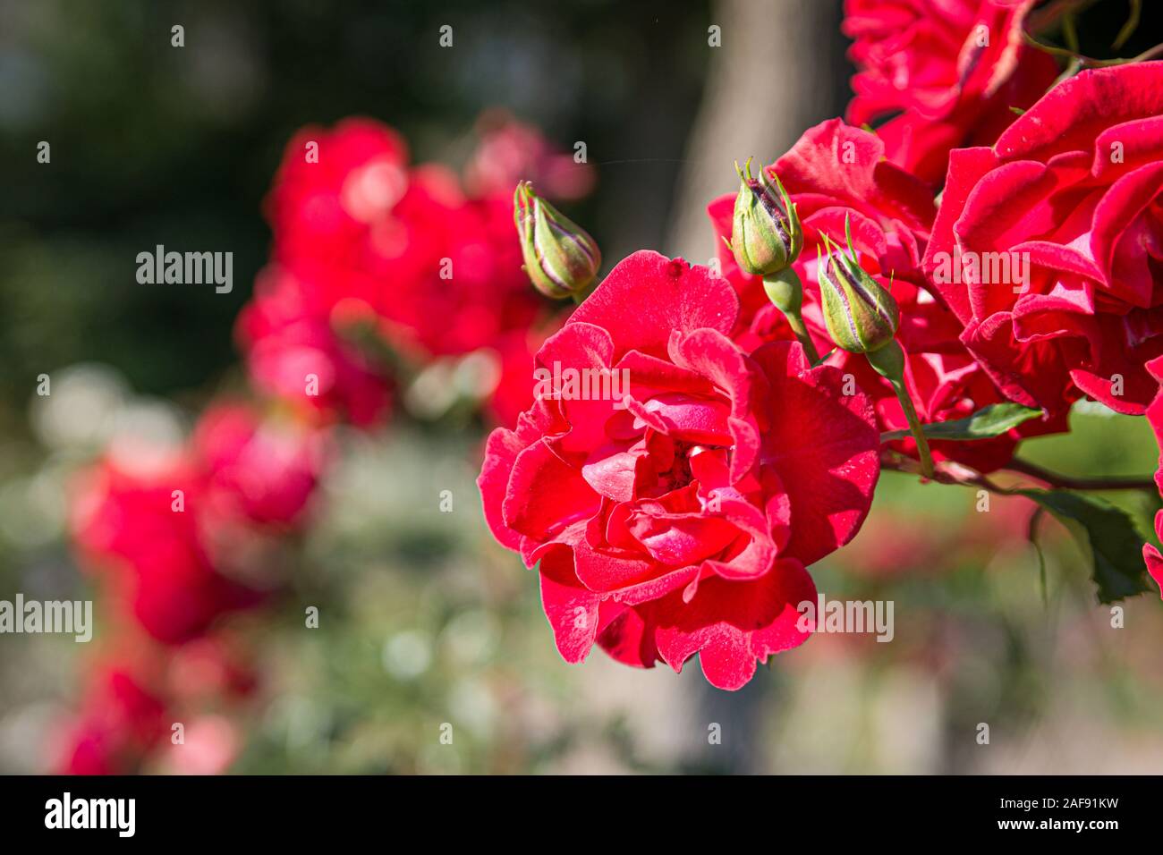 Beautiful red rose flower in a garden Stock Photo - Alamy