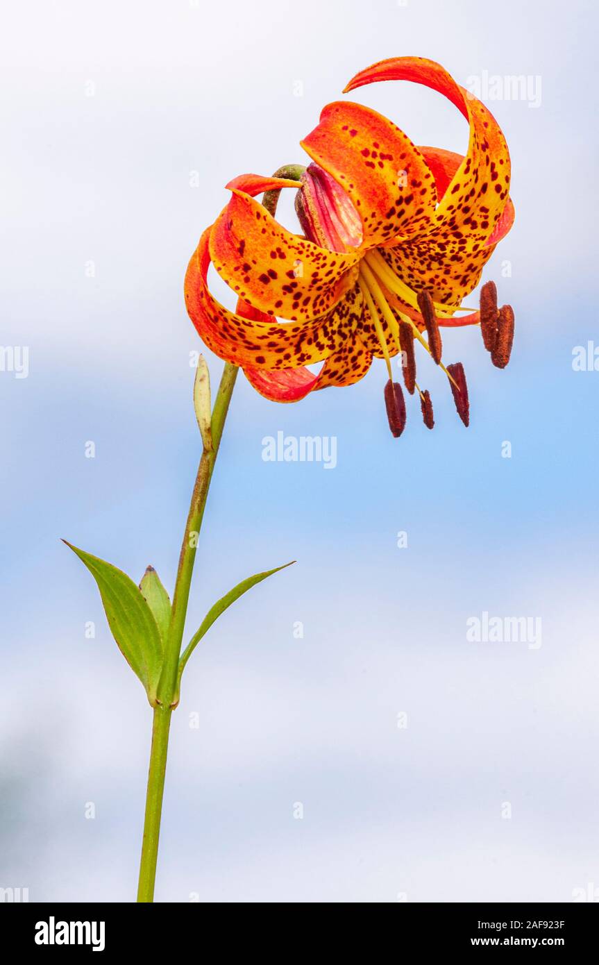 The orange wildflower, a prairie flower, called Michigan lily of species Lilium michiganense in the Liliaceae family against a blue cloudy sky. Stock Photo