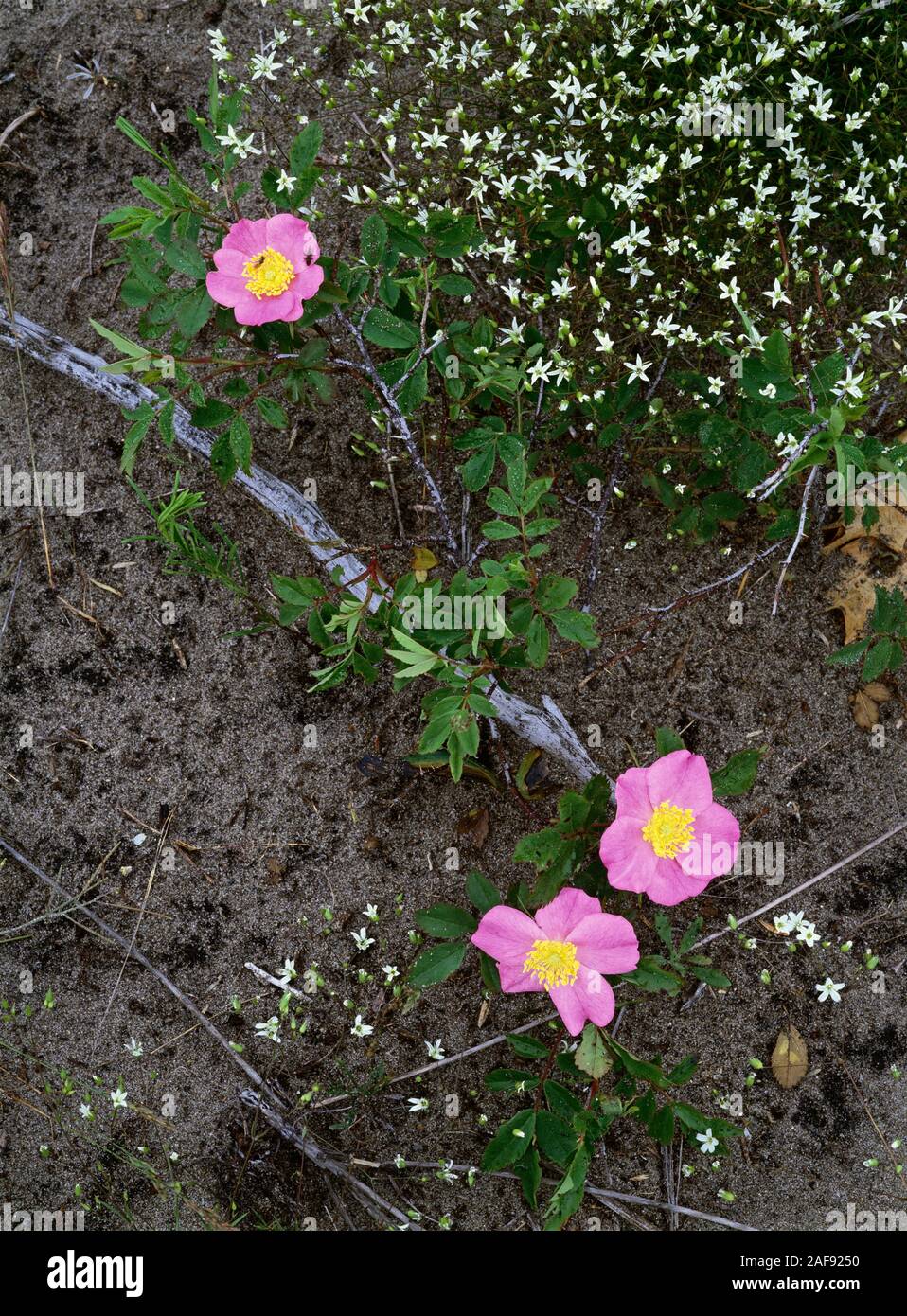 Three pink flowers of pasture rose, a prairie plant and savanna species Rosa carolina of the Rosacaea family bloom in a summer sand prairie. Stock Photo