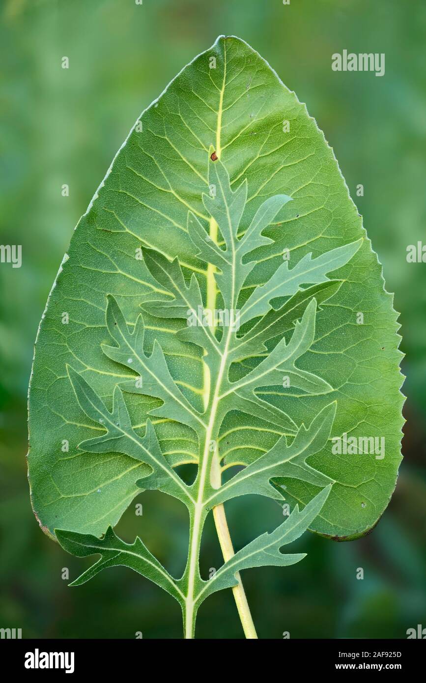 The heart-shaped prairie dock leaf (Silphium terebinthinaceumand and long-lobed leaf of compass plant (Silphium laciniatum) in the summer prairie. Stock Photo
