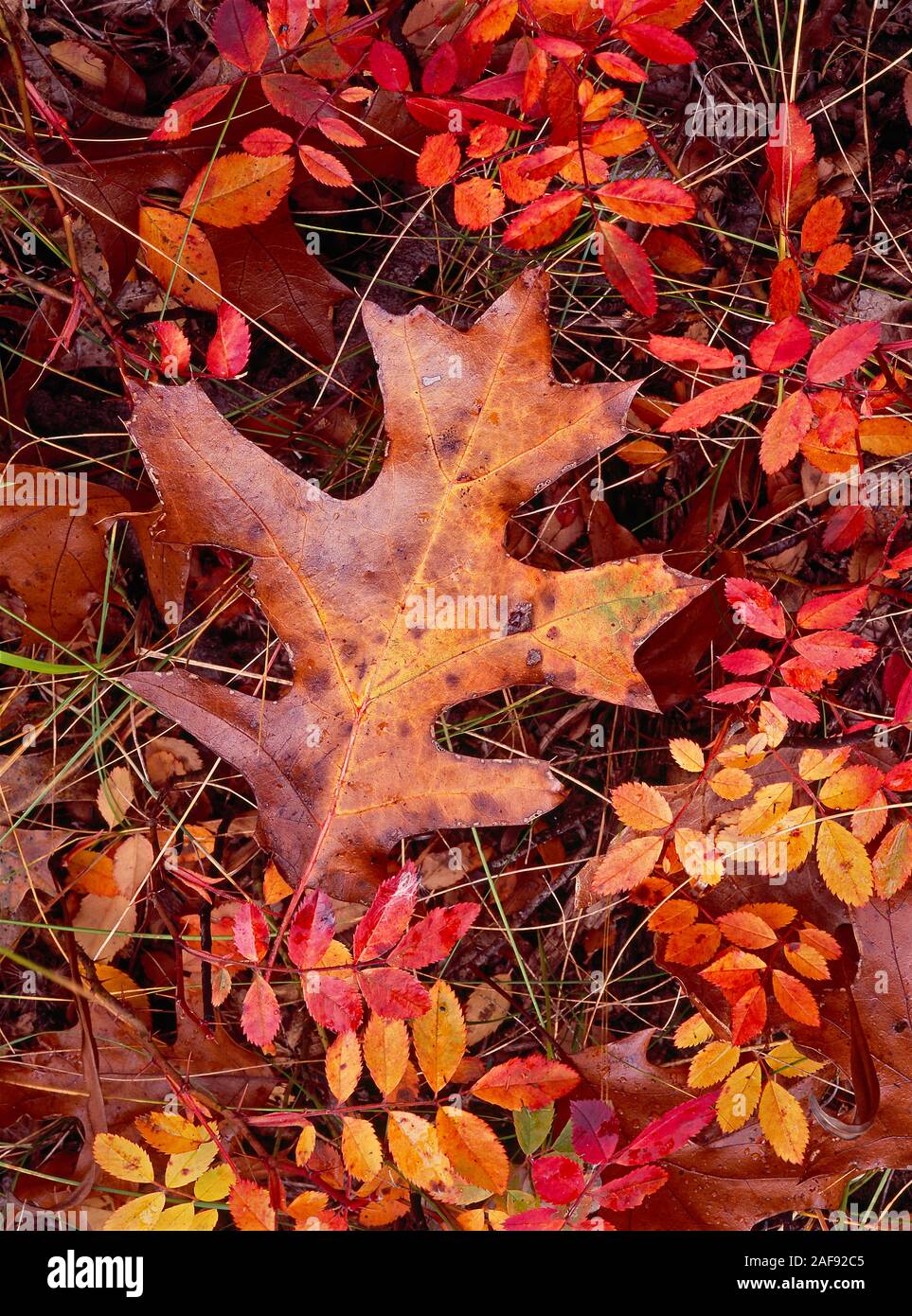 Red, orange, and yellow colors of autumn black oak leaves (species Quercus velutina) and foliage of pasture rose (Rosa carolina) in the sand savanna. Stock Photo