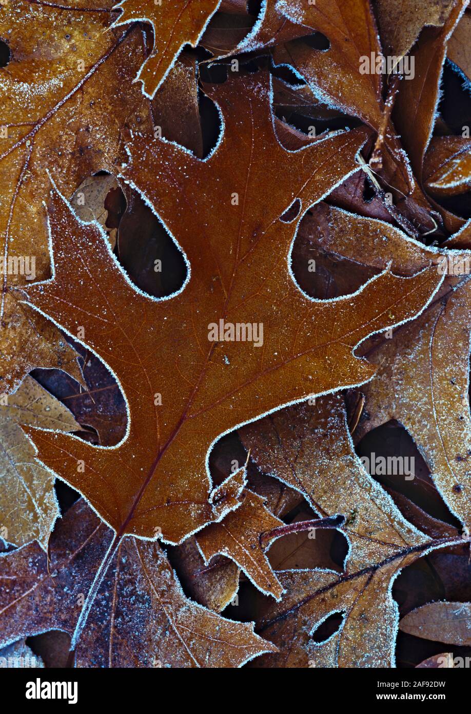 The cold autumn air formed frost on the woodland floor and along the perimeter of this magical scarlet oak leaf of species Quercus coccinea Stock Photo