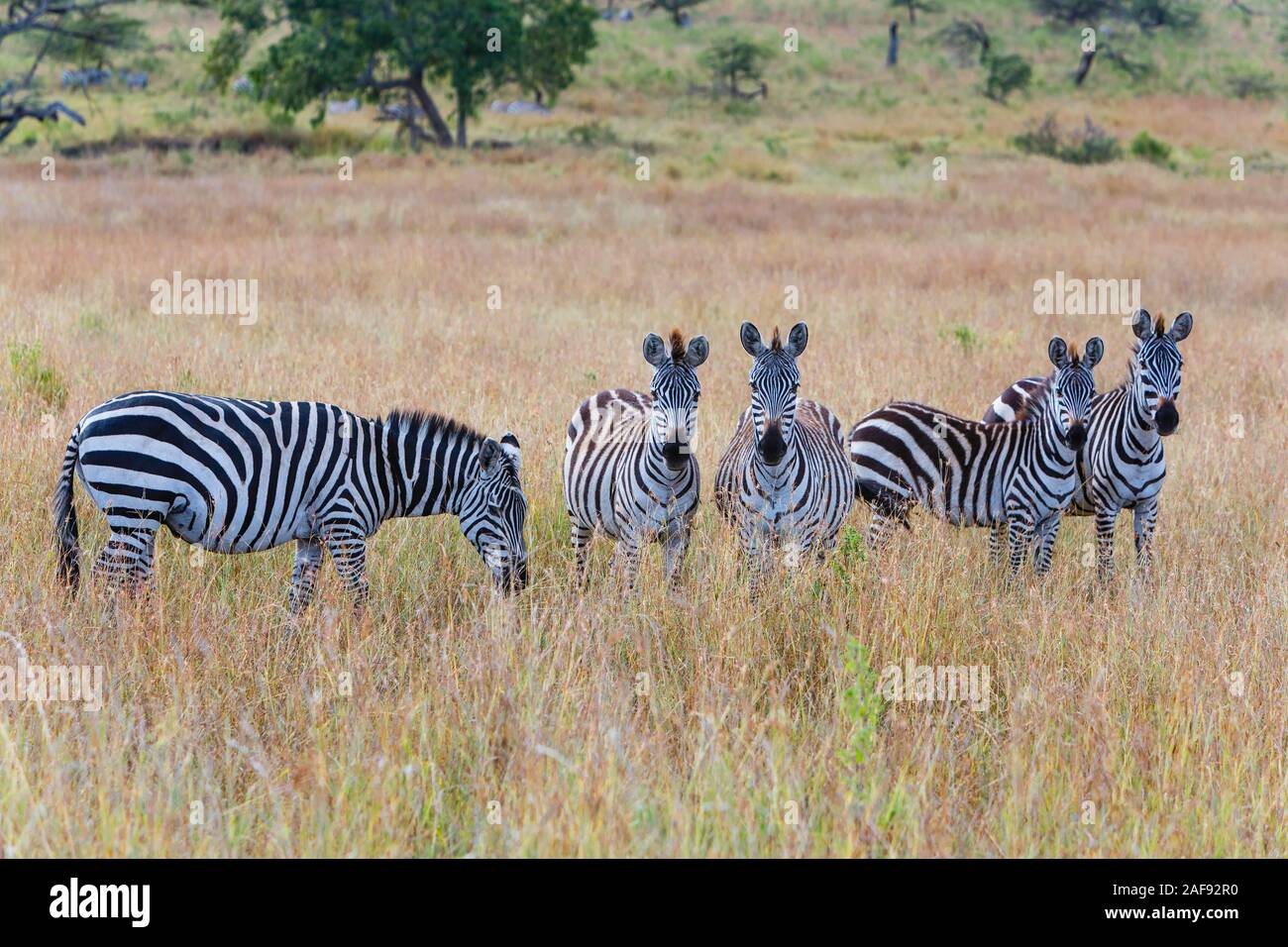 Tanzania. Serengeti. Zebras. Stock Photo