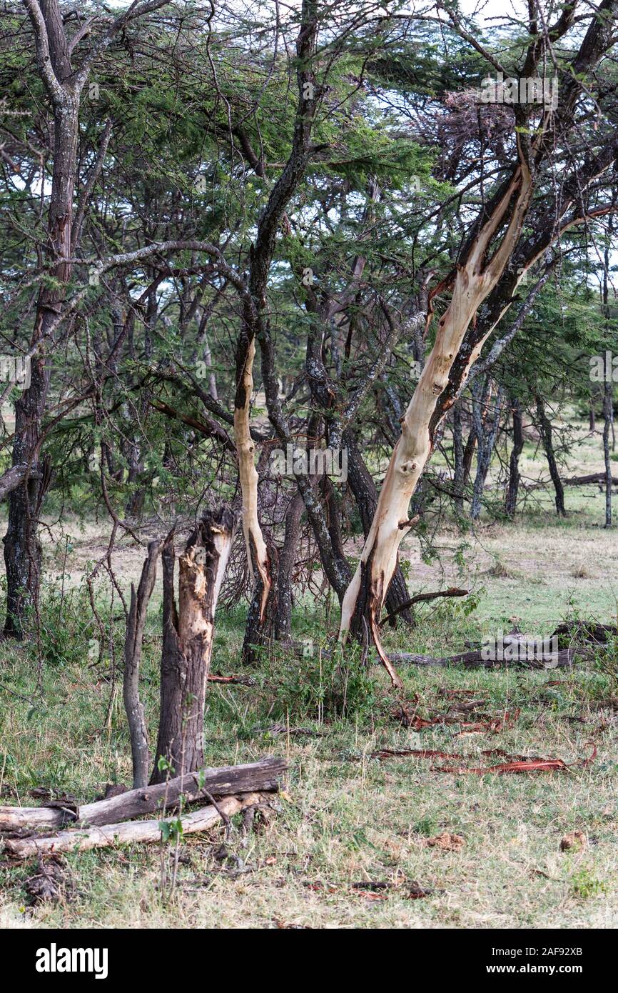 Tanzania. Serengeti. Trees Stripped of Bark by Elephants. Stock Photo