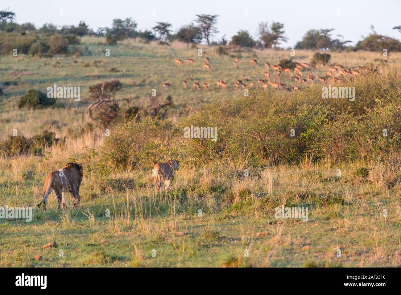 Tanzania. Serengeti. Male and Female Lion Walking Stealthily toward a Herd of Impalas, Early Morning. Stock Photo
