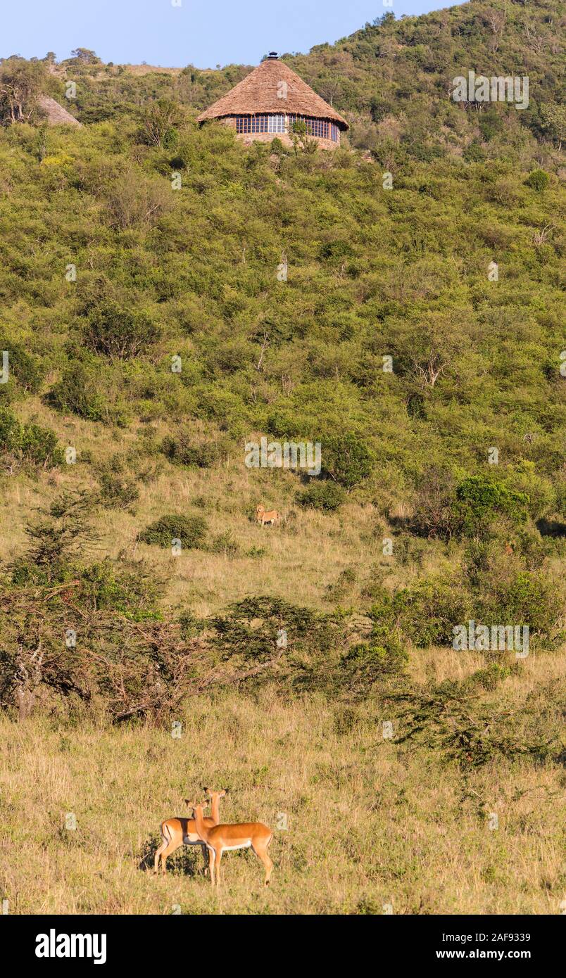 Tanzania. Serengeti. Female Impalas Alert for Danger, Lion on Hillside. Stock Photo