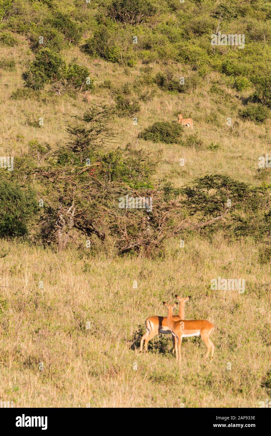 Tanzania. Serengeti. Female Impalas Alert for Danger, Lion on Hillside. Stock Photo