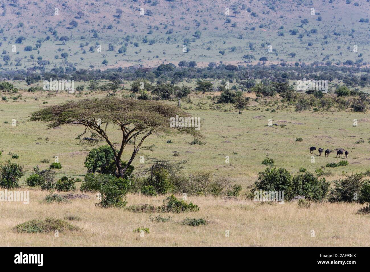 Tanzania. Scenic View,  Loliondo Concession area, adjacent to Serengeti National Park, northeast. Wildebeest lower right. Stock Photo
