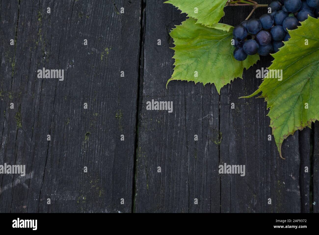 Autumn background with branch of isabella grape, or vitis labrusca