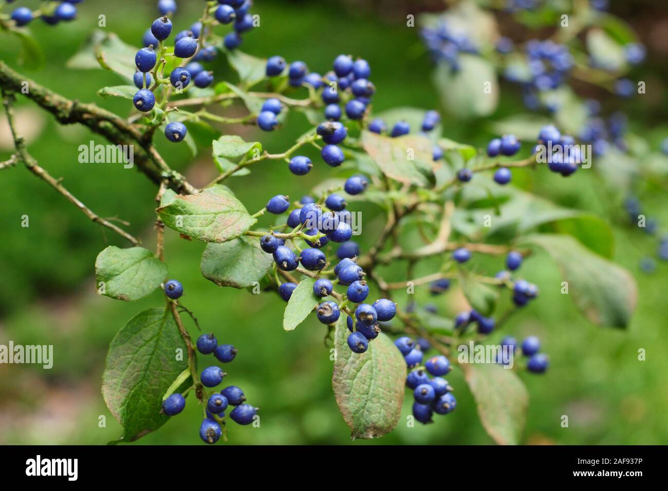 Symplocos paniculata. Distinctive blue berries of Asiatic sweet leaf shrub in autumn. UK Stock Photo