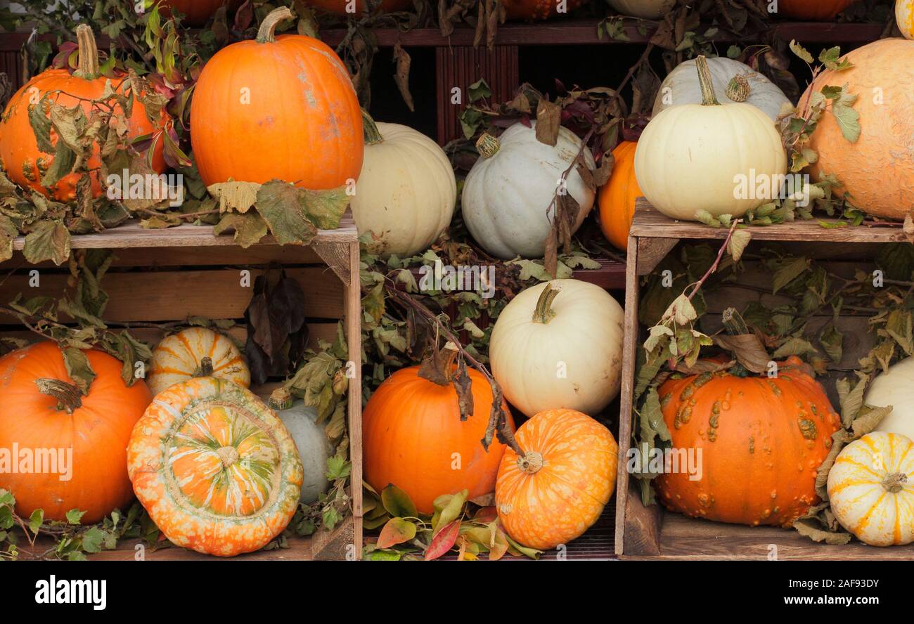Cucurbita pepo. A display of pumpkins and squash in autumn - October.  UK Stock Photo