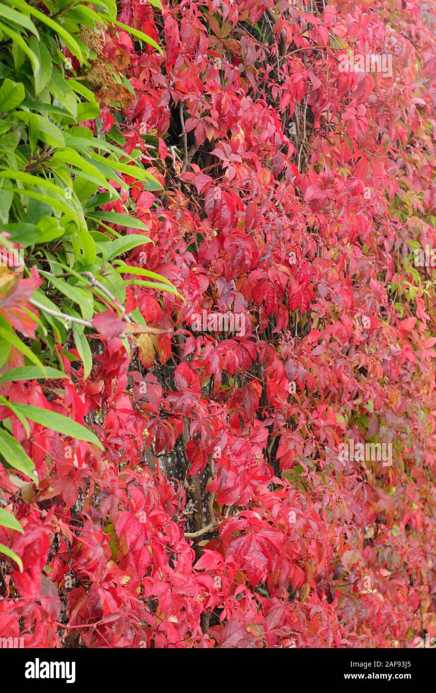 Climbing plants. Parthenocissus quinquefolia; red autumn five-pointed leaves of Virginia creeper contrasting with a green climbing plant on a wall. UK Stock Photo