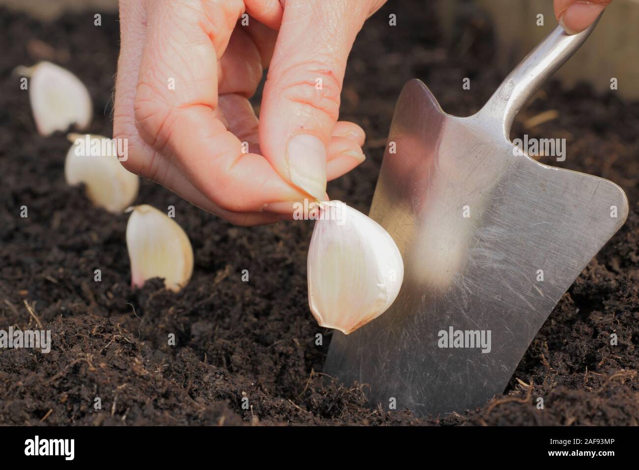 Allium sativum 'Lautrec Wight'. Planting garlic cloves in a raised bed  in  in autumn. UK Stock Photo