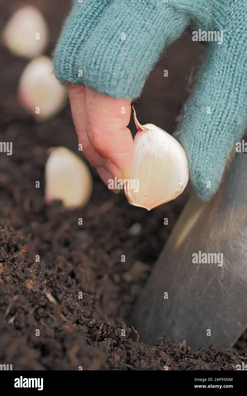 Allium sativum 'Lautrec Wight'. Planting garlic cloves in a back yard