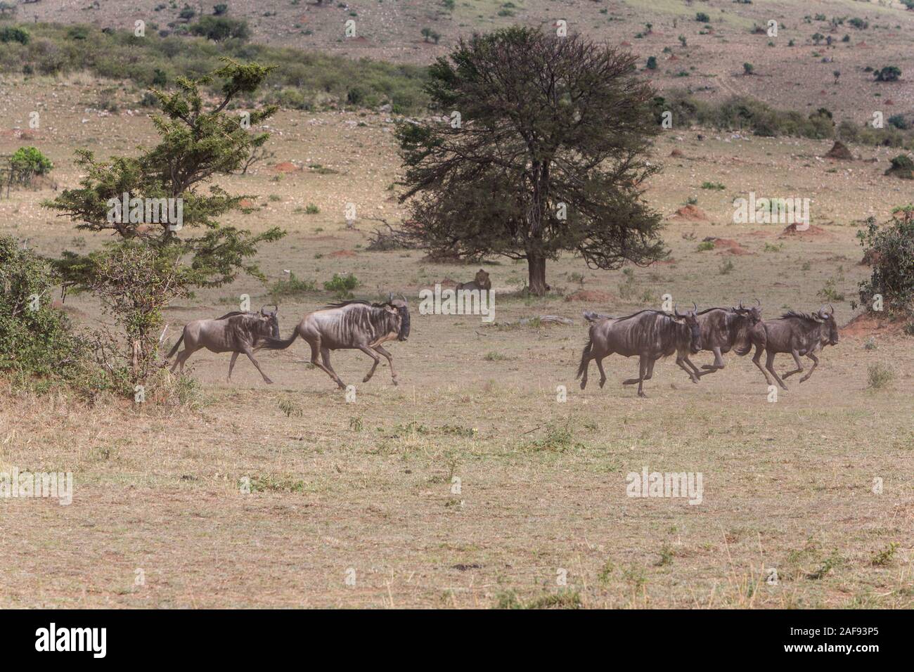Tanzania. Serengeti. Wildebeest Migrating North Hurry Past Lion Resting under Tree. Stock Photo