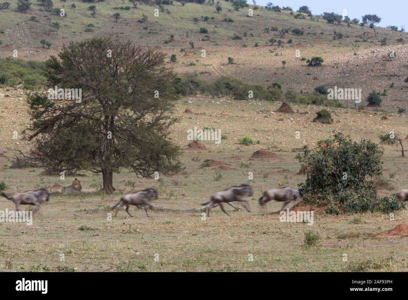 Tanzania. Serengeti. Wildebeest Migrating North Hurry Past Lion Resting under Tree. Stock Photo
