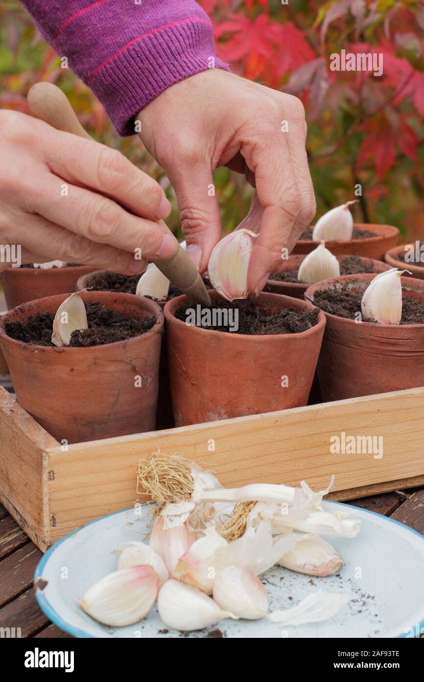 terrarium plants succulents Open Succulent terrarium - DIY kit