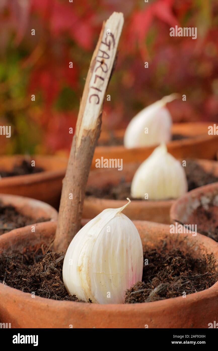 Allium sativum 'Lautrec Wight' hardneck garlic.  Sowing garlic cloves  in clay pots autumn. Plastic free gardening. UK Stock Photo