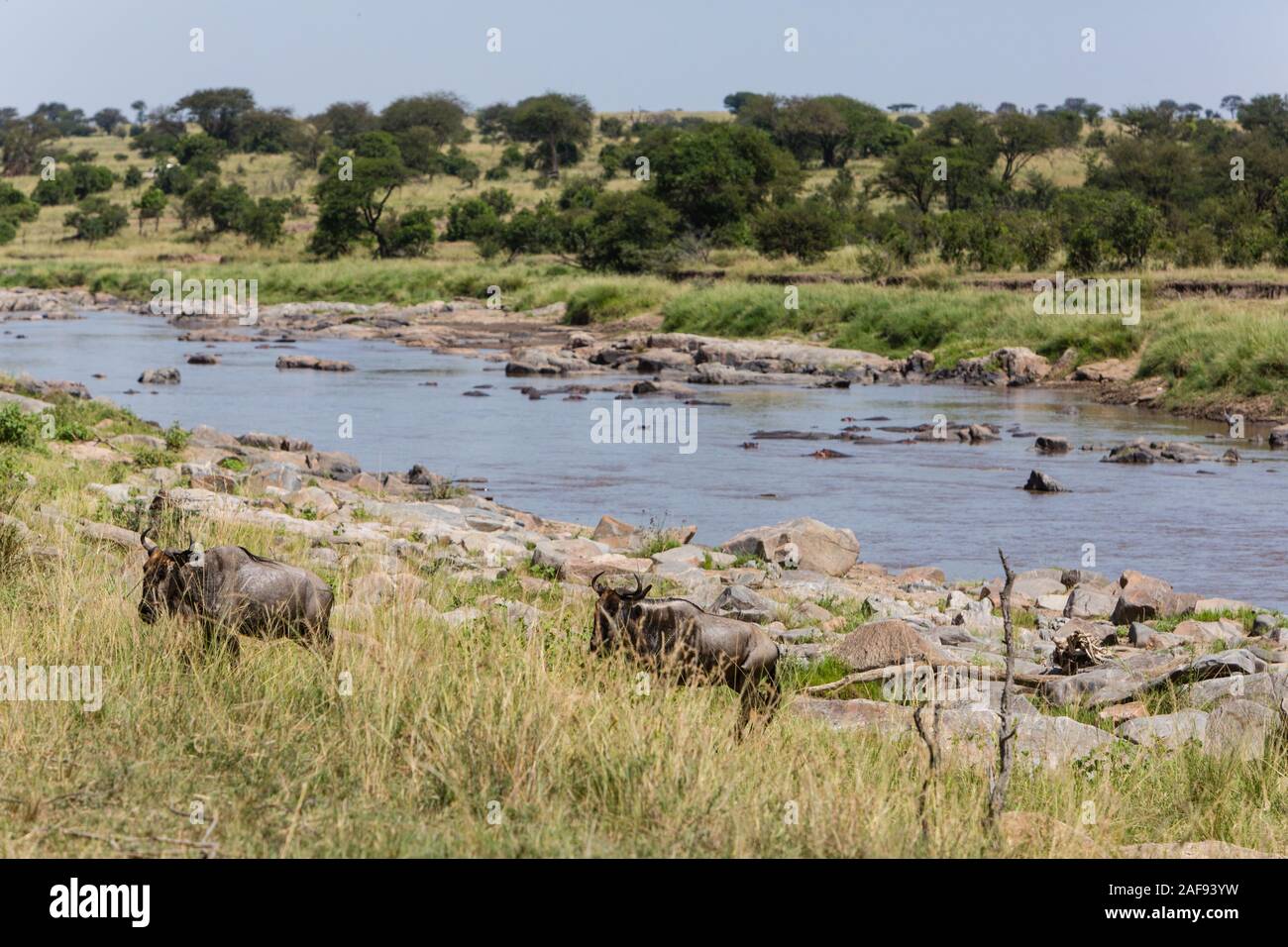 Tanzania. Serengeti. Stock Photo