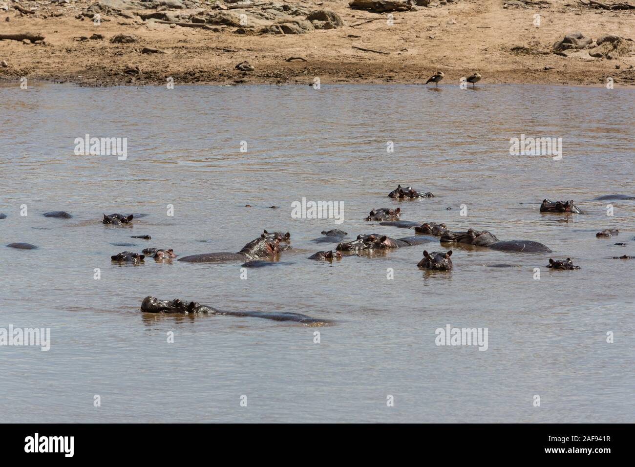 Tanzania. Serengeti. Hippos in the Mara River. Stock Photo
