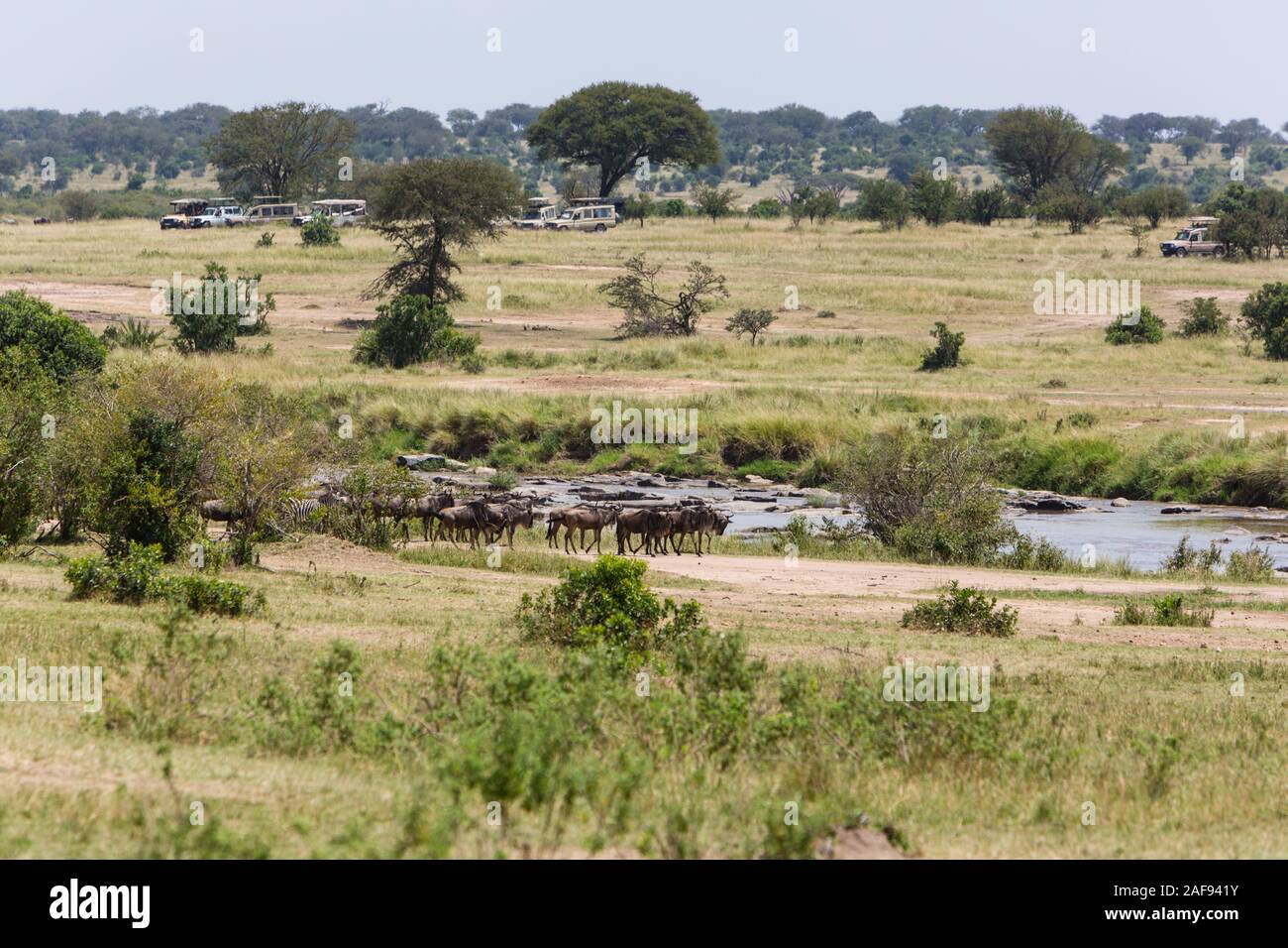 Tanzania. Serengeti. Vehicles Lined up to Watch Wildebeest Crossing of the Mara River on their Northward Migration. Stock Photo