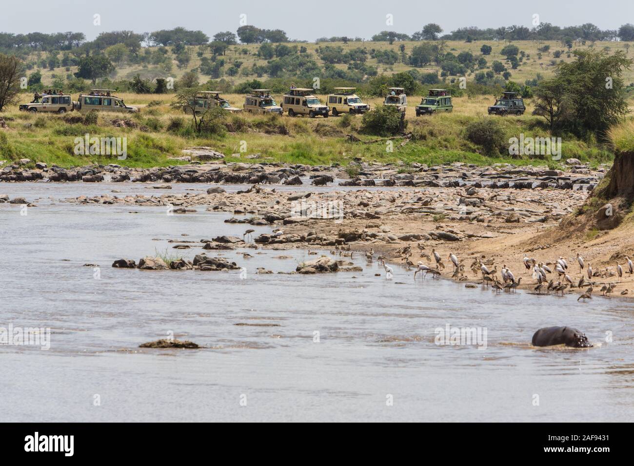 Tanzania. Serengeti. Vehicles Lined up to Watch Wildebeest Crossing of the Mara River on their Northward Migration. Hippo in lower right. Stock Photo