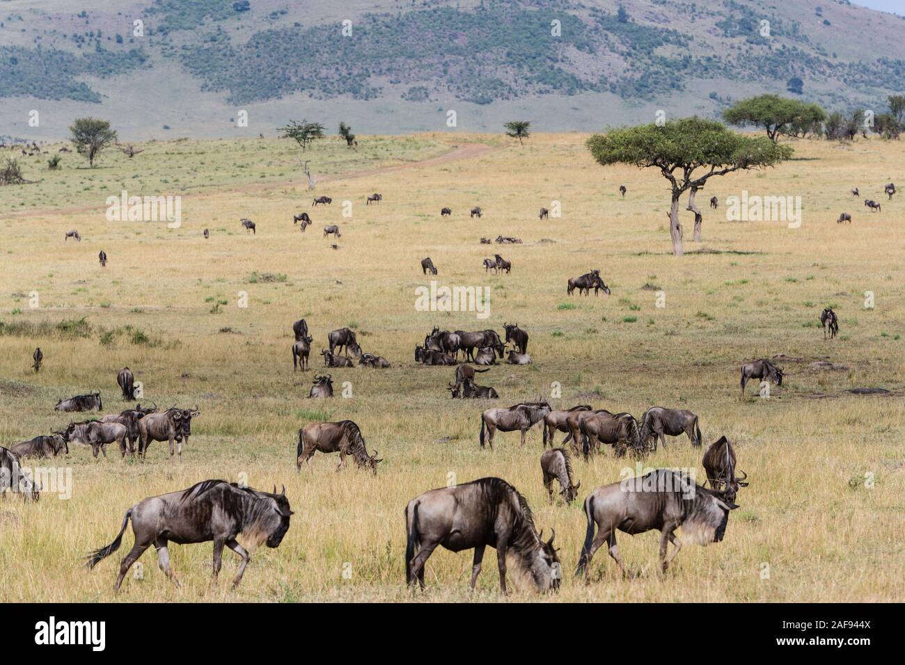 Tanzania. Serengeti. Wildebeest (Gnu) Grazing on the Northern Serengeti Plain. (Connochaetes taurinus). Stock Photo