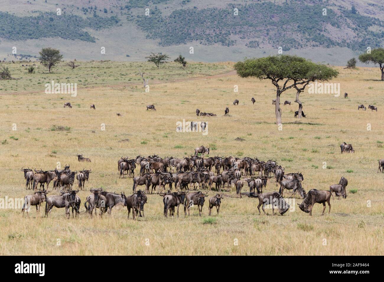 Tanzania. Serengeti. Wildebeest (Gnu) Grazing on the Northern Serengeti Plain. (Connochaetes taurinus). Stock Photo