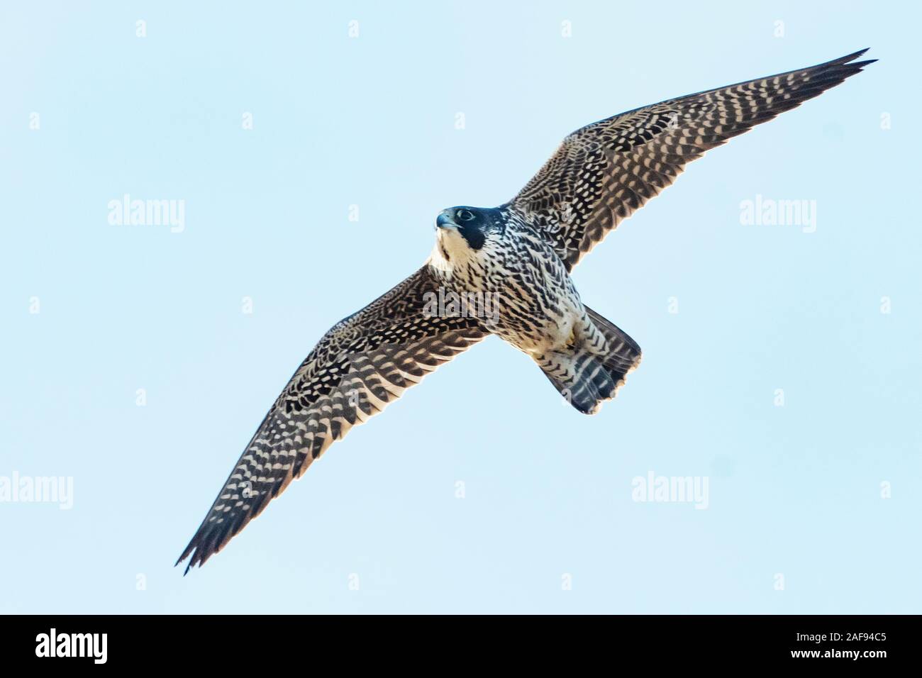 Peregrine falcon in flight Stock Photo