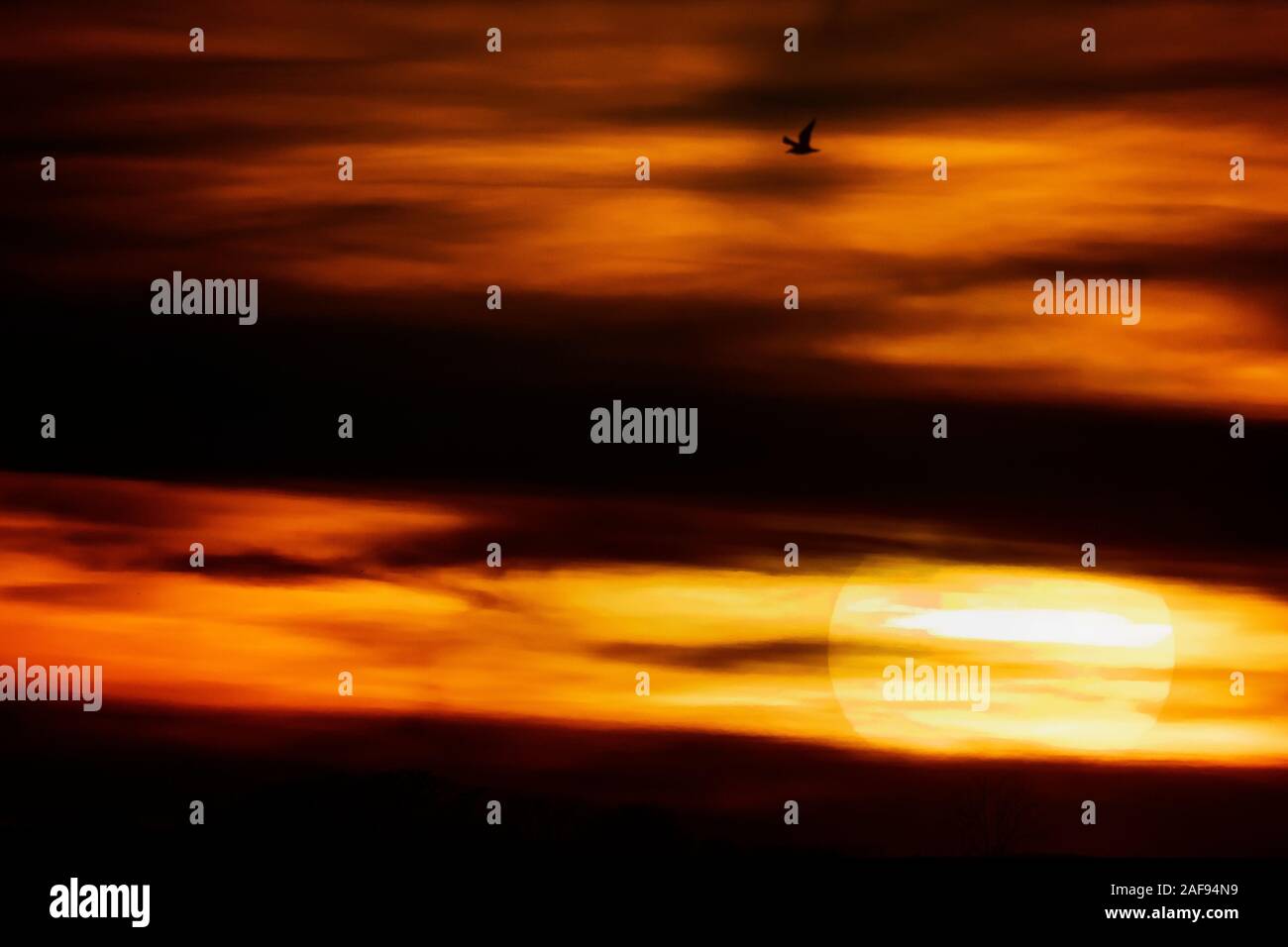 Gull flight in dramatic sunset scenic Stock Photo