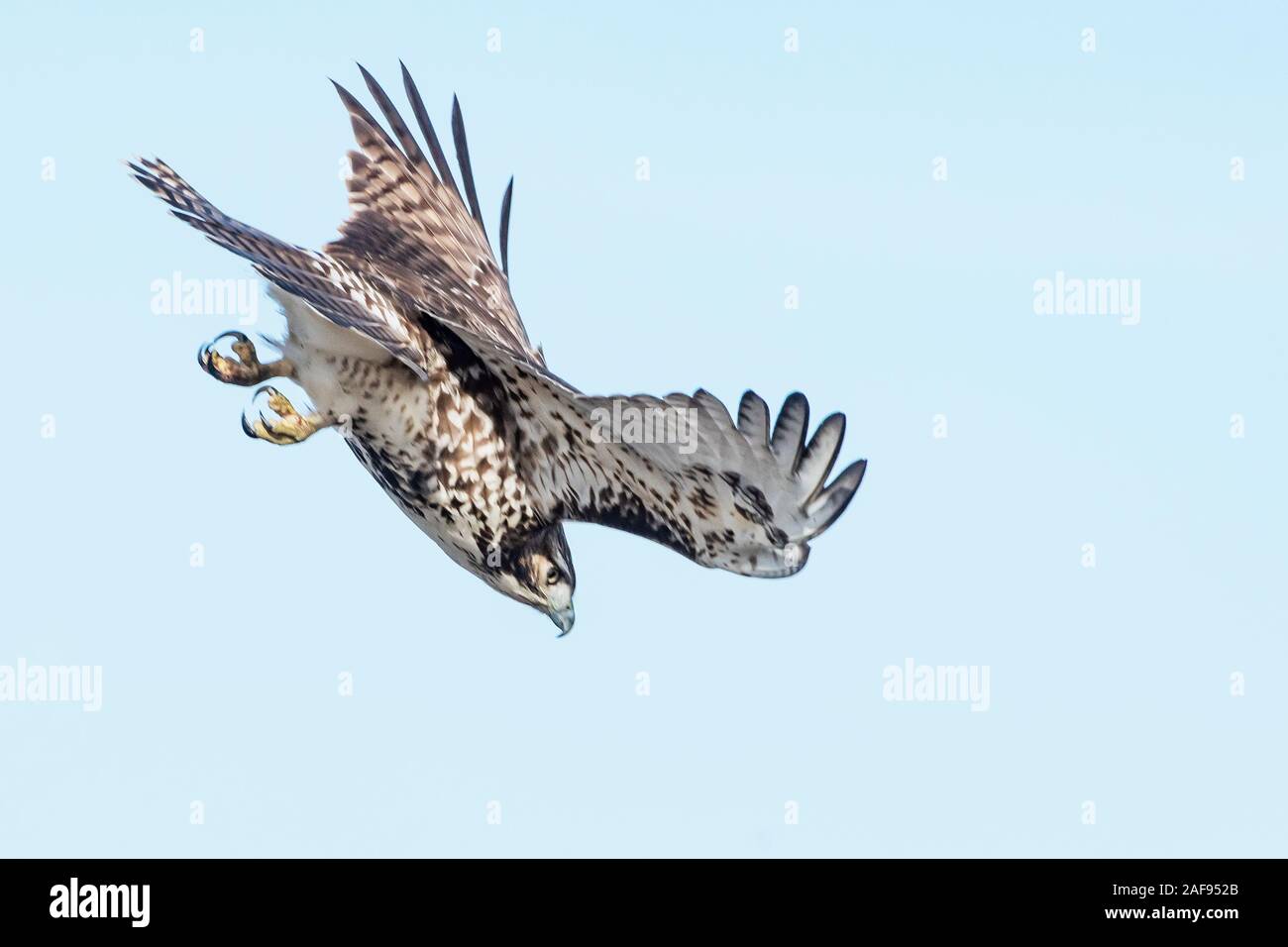 Juvenile red-tailed hawk in dive Stock Photo
