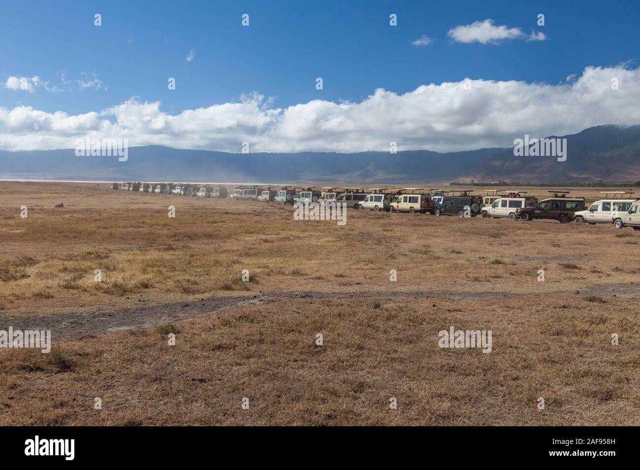 Tanzania. Ngorongoro.  Tourist Vehicles Watching a Lion Sitting in Grass, on left. Stock Photo